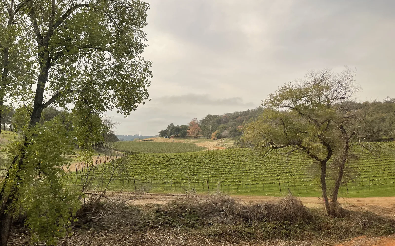 California vineyard with rows of grapevines seen from a train window
